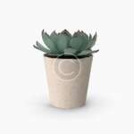 Succulent
